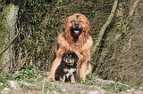 DOGUE DU TIBET 503
